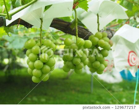 Queen Nina immature grapes waiting to be harvested Queen Nina immature grapes waiting to be harvested 129677257