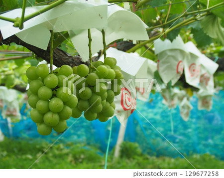 Queen Nina immature grapes waiting to be harvested Queen Nina immature grapes waiting to be harvested 129677258