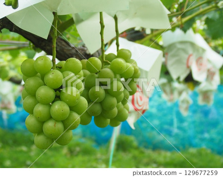 等待採摘的尼娜女王未成熟葡萄 129677259