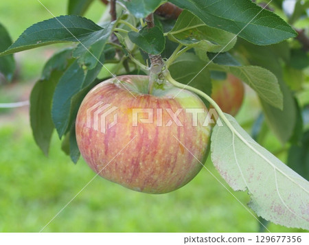 密集種植的蘋果樹上長著信濃蘋果 129677356