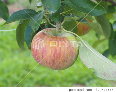 密集種植的蘋果樹上長著信濃蘋果 129677357