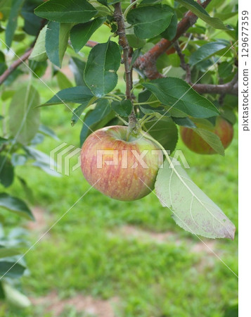 密集種植的蘋果樹上長著信濃蘋果 129677359
