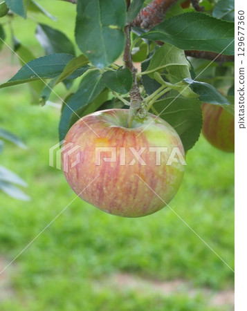 密集種植的蘋果樹上長著信濃蘋果 129677360