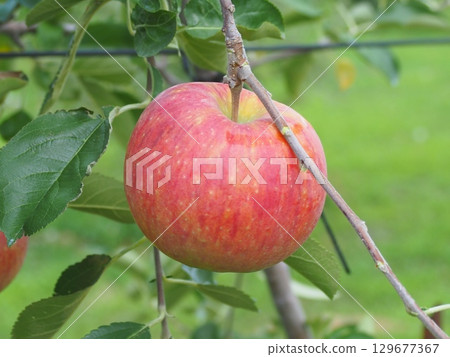 密集種植的蘋果樹上長著信濃蘋果 密集種植的蘋果樹上長著信濃蘋果 129677367