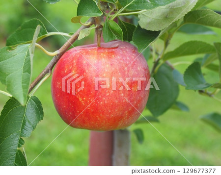 密集種植的蘋果樹上長著信濃蘋果 129677377