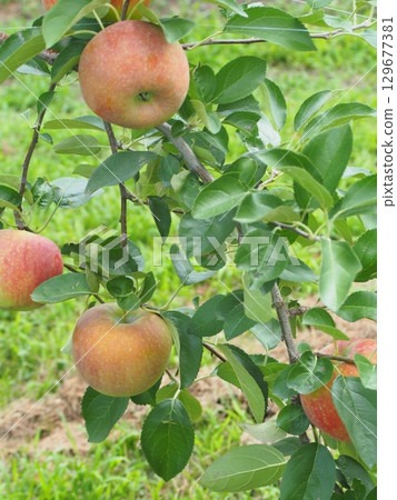 密集種植的蘋果樹上長著信濃蘋果 密集種植的蘋果樹上長著信濃蘋果 129677381