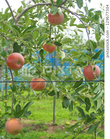 密集種植的蘋果樹上長著信濃蘋果 129677384