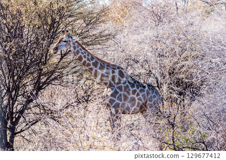 Closeup of an Angolan Giraffe hiding in the Bushes 129677412