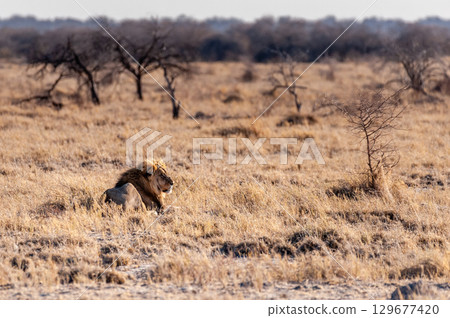 Male lion resting on a plain 129677420