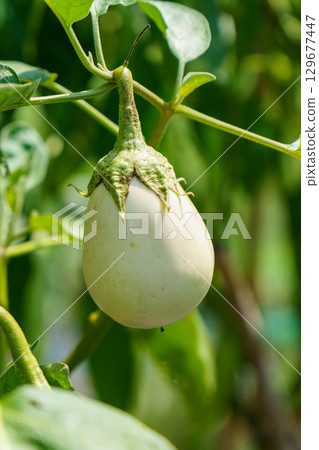 家庭菜園裡種植的白茄子 家庭菜園裡種植的白茄子 129677447