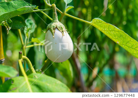 家庭菜園裡種植的白茄子 129677448