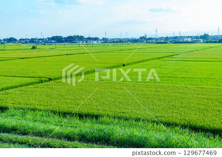 廣闊的鄉村景觀 129677469