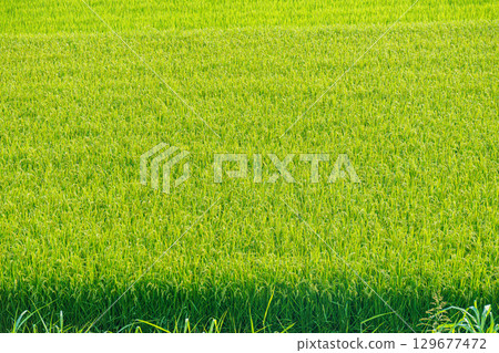 Paddy near harvest 129677472