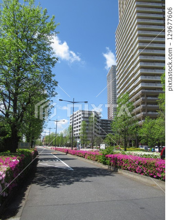 南千住多瑙河街的杜鵑花 南千住多瑙河街的杜鵑花 129677606