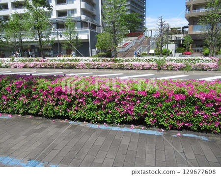 南千住多瑙河街的杜鵑花 129677608