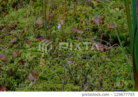 Sphagnum moss, which has become a near-threatened species due to overharvesting 129677785
