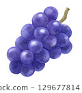 Grape illustration 129677814