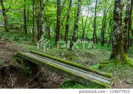 Dilapidated bridge in a bright, deep forest Dilapidated bridge in a bright, deep forest 129677923