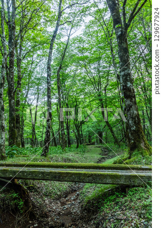 Dilapidated bridge in a bright, deep forest Dilapidated bridge in a bright, deep forest 129677924