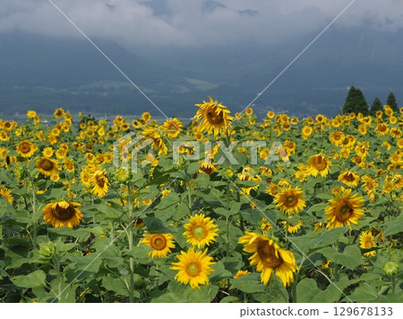 夏天的向日葵田 129678133