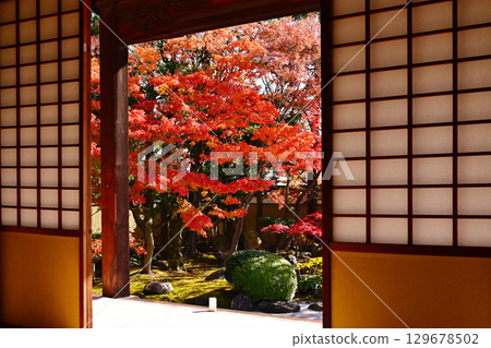 Kyoto Myokenji Temple - A famous spot for viewing autumn leaves in Kyoto. Viewing autumn leaves from a Japanese-style room. Kyoto tourist spot. Shikai Shodo Garden and maple trees. 129678502