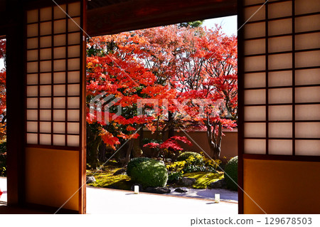 Kyoto Myokenji Temple - A famous spot for viewing autumn leaves in Kyoto. Viewing autumn leaves from a Japanese-style room. Kyoto tourist spot. Shikai Shodo Garden and maple trees. Kyoto Myokenji Temple - A famous spot for viewing autumn leaves in Kyoto. Viewing autumn leaves from a Japanese-style room. Kyoto tourist spot. Shikai Shodo Garden and maple trees. 129678503