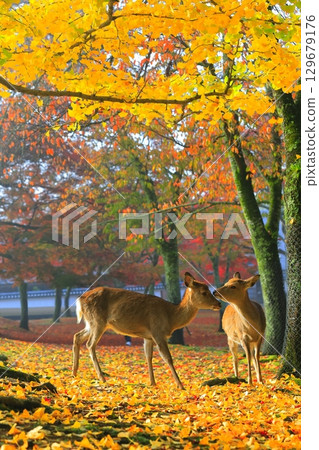 [Nara Prefecture] Autumn leaves and deer in Nara Park 129679176