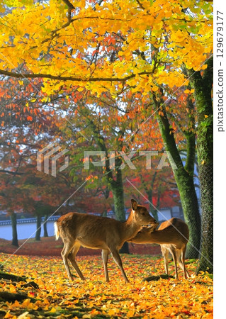[奈良縣]奈良公園的秋葉和鹿 129679177