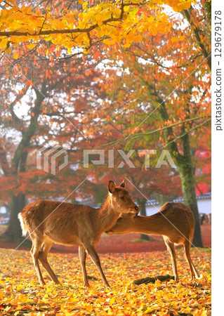 [奈良縣]奈良公園的秋葉和鹿 129679178