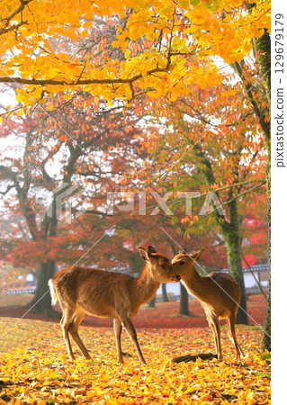 [奈良縣]奈良公園的秋葉和鹿 129679179