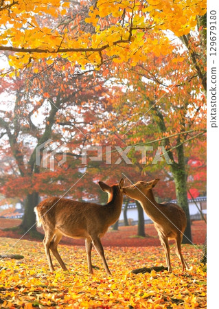 [奈良縣]奈良公園的秋葉和鹿 129679180