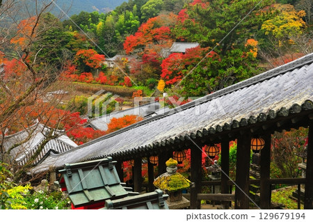 【奈良縣】長谷寺的迴廊與紅葉 129679194