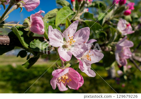 Apple blossom Apple blossom 129679226