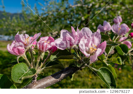 Apple blossom Apple blossom 129679227