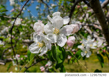 Apple blossom Apple blossom 129679240