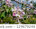 蘋果花 129679248