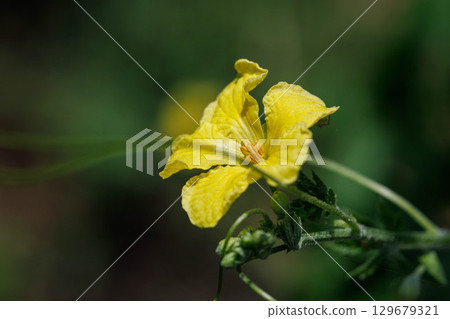 苦瓜黃色花 苦瓜黃色花 129679321