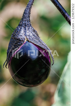 它是在現場製作的 129679322