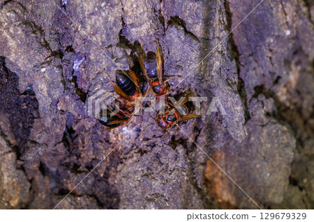 Wasps sucking sap Wasps sucking sap 129679329