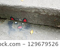 Onomichi, Mount Senkoji, Cat's Narrow Path 129679526