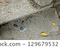 Onomichi, Mount Senkoji, Cat's Narrow Path 129679532