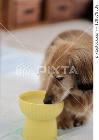 資深臘腸犬不愛喝水 129679538