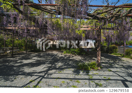 Scenery of the long wisteria at Rinsenji Temple in Yoshida Town (Shizuoka Prefecture) 129679558