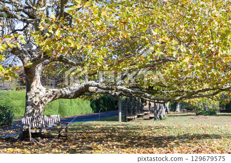 Signs of autumn: Yellow leaves of plane trees Signs of autumn: Yellow leaves of plane trees 129679575
