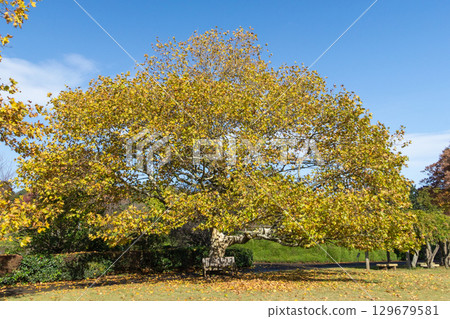 Yellow leaves of plane trees shining against the blue sky 129679581