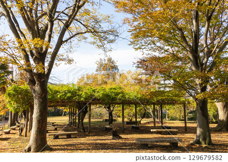 Autumn trees in autumn park Autumn trees in autumn park 129679582