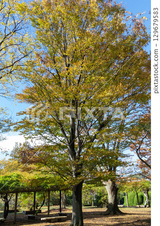 Signs of autumn: Yellow leaves of Zelkova Signs of autumn: Yellow leaves of Zelkova 129679583