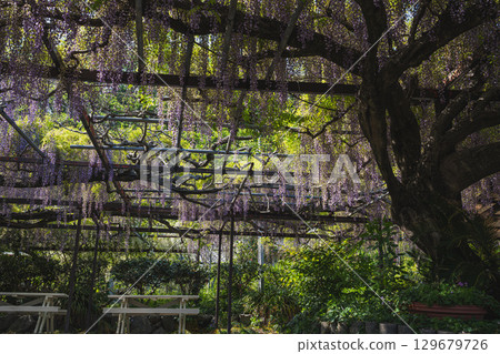 Scenery of the long wisteria at Rinsenji Temple in Yoshida Town (Shizuoka Prefecture) 129679726