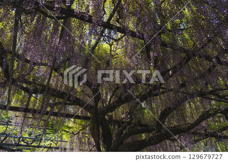 Scenery of the long wisteria at Rinsenji Temple in Yoshida Town (Shizuoka Prefecture) 129679727