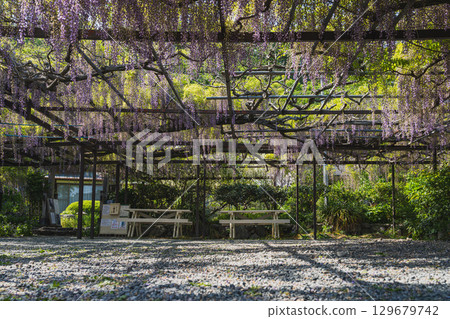 吉田町臨泉寺的長紫藤風景（靜岡縣） 129679742